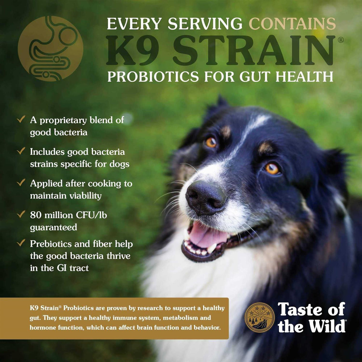 Dog Food S944