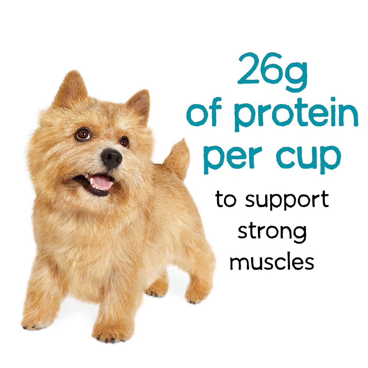 Beef Dry Dog Food V5989