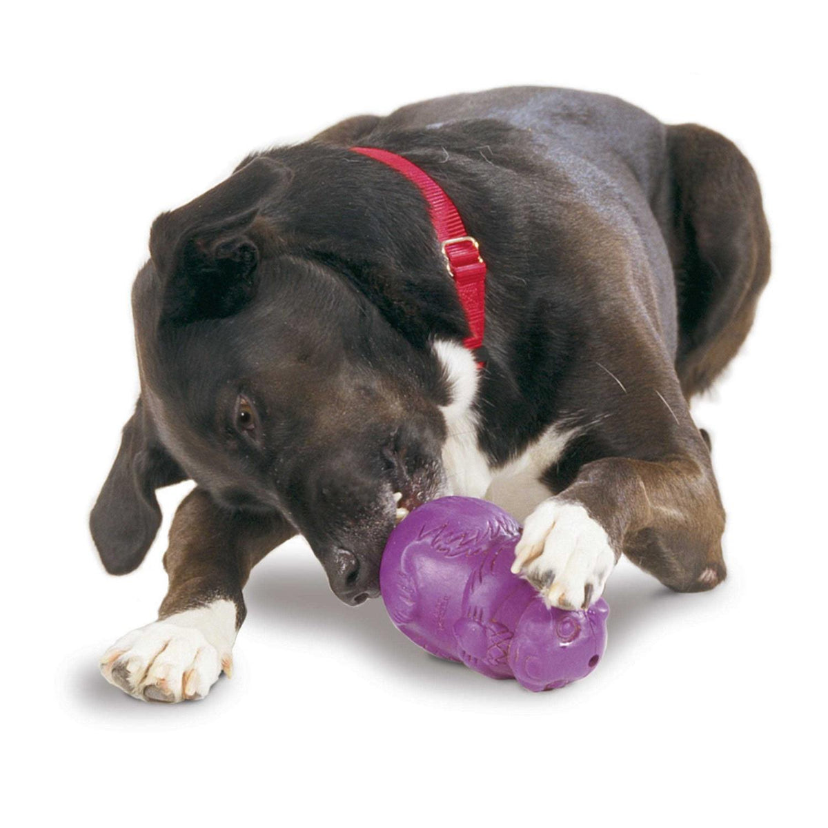 Squirrel Dude Dog Toy S28481