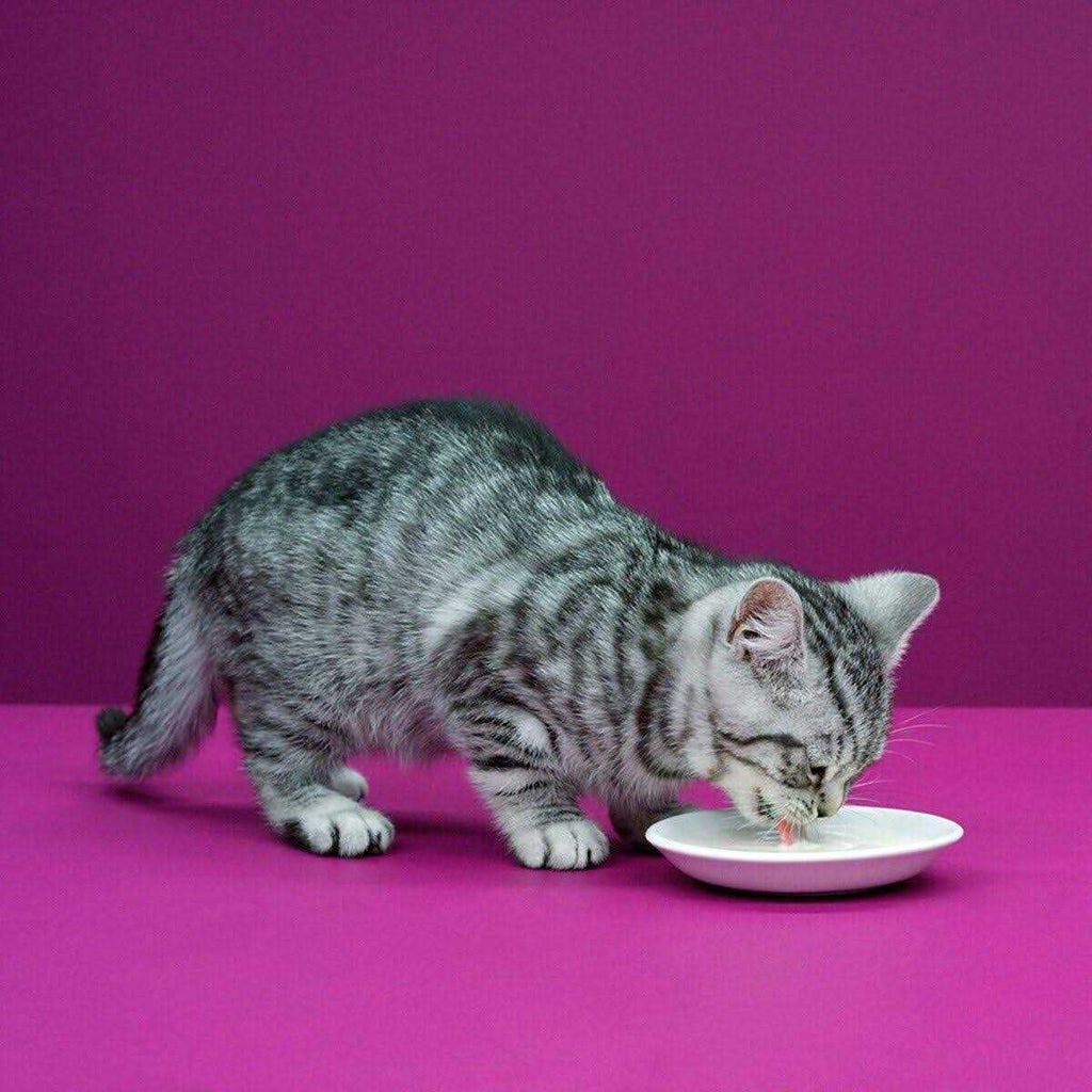 Cat Milk B828
