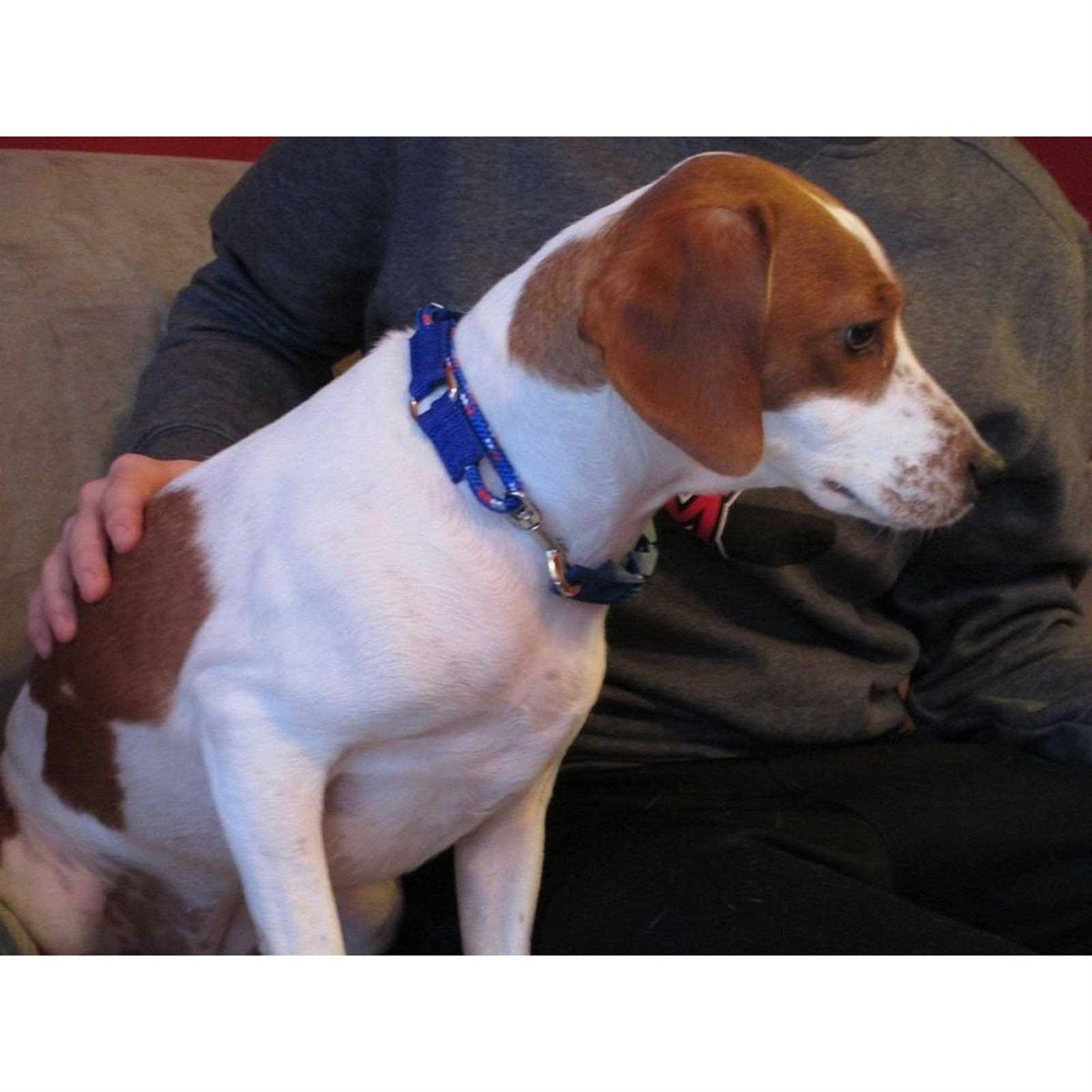 Dog Training Collar L1687