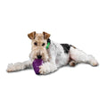 Squirrel Dude Dog Toy S28481