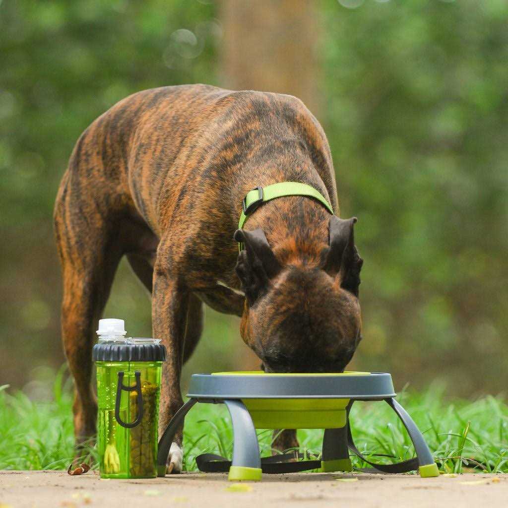 Elevated Pet Feeder H81970